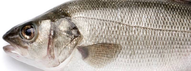 branzino_whole